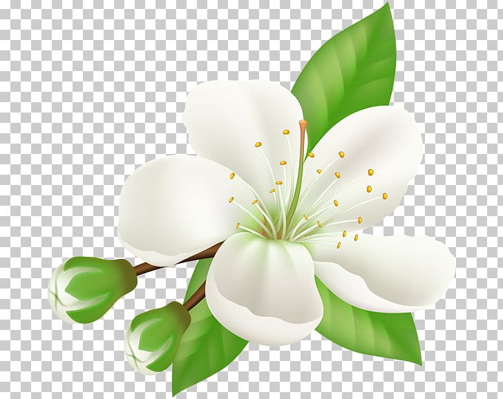 Cherry Blossom Desktop Flower PNG, Clipart, Animation, Black And White, Blossom, Cherry Blossom, Computer Wallpaper Free PNG Download