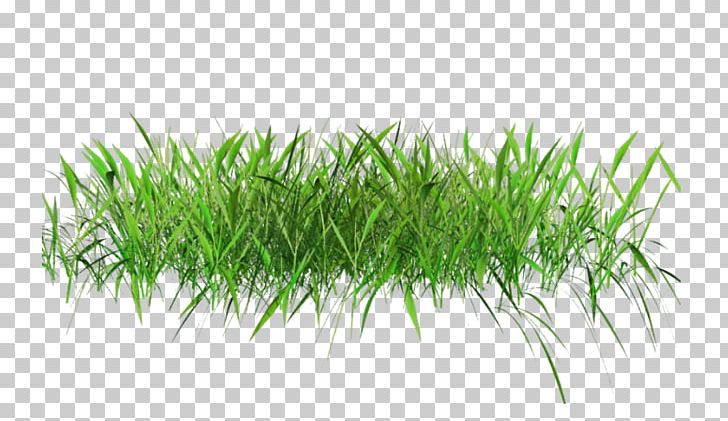 Herbaceous Plant Grass Lawn PNG, Clipart, Clip Art, Commodity, Desktop Wallpaper, Download, Fountain Grass Free PNG Download