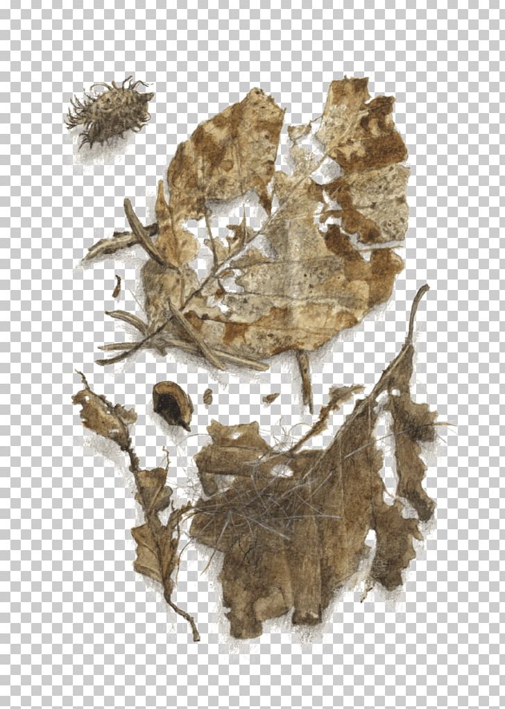 Human Skeleton Leaf Invertebrate Tree PNG, Clipart, European Beech, Fire Salamander, Foot, Homo Sapiens, Human Skeleton Free PNG Download