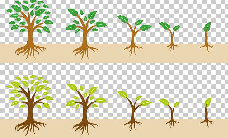 The Growth Of A Tree PNG, Clipart, Biology Class, Branch, Clip Art, Decorative Patterns, Design Free PNG Download