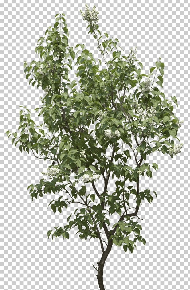 Tree Shrub PNG, Clipart, Art, Beautiful, Bestoftheday, Branch, Clouds Free PNG Download