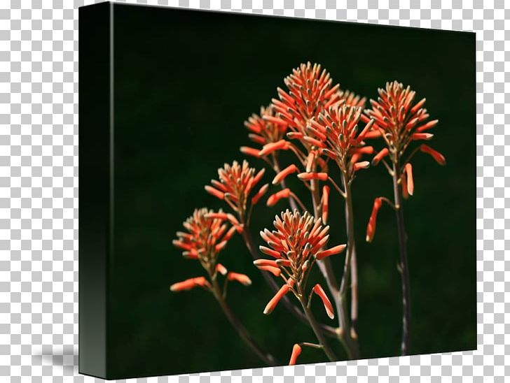 Aloe Vera Fine Art Printmaking Succulent Plant PNG, Clipart, Aloe, Aloe Vera, Art, Art Deco, Canvas Free PNG Download