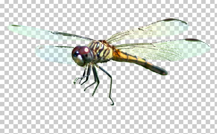 Dragonfly Pterygota Shamanism Spirit Healing PNG, Clipart, Arthropod, Dragonflies And Damseflies, Dragonfly, Fly, Healing Free PNG Download