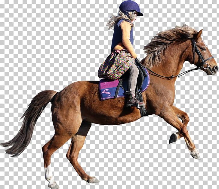 Equestrian Riding Horse Bystrzyca PNG, Clipart, Bridle, English Riding, Equestrian, Equestrianism, Equestrian Sport Free PNG Download