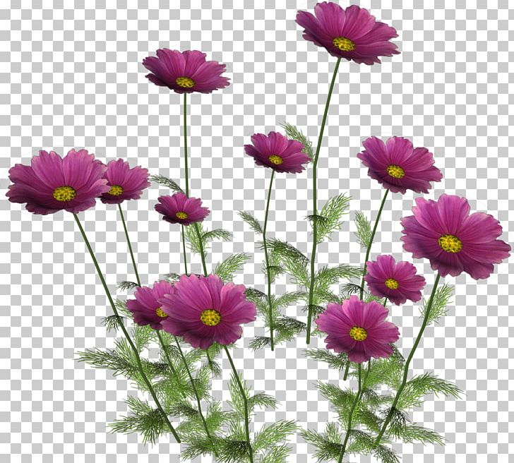Flower PNG, Clipart, Annual Plant, Aster, Auglis, Bahar Cicekleri, Chrysanths Free PNG Download