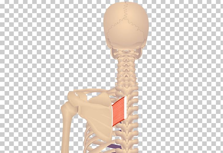 Levator Scapulae Muscle Levator Ani Origin And Insertion Rhomboid Major Muscle PNG, Clipart, Anatomy, Jaw, Joint, Levator Ani, Levator Scapulae Muscle Free PNG Download