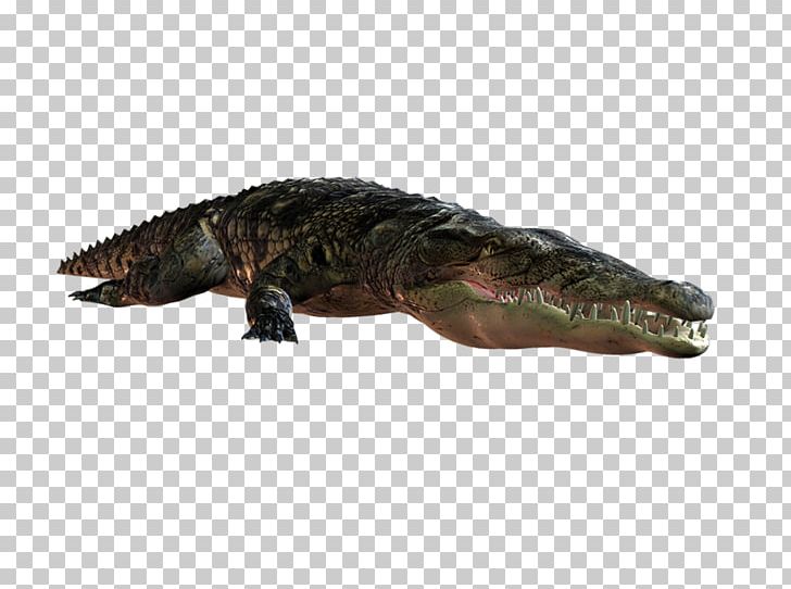Nile Crocodile American Alligator Terrestrial Animal PNG, Clipart, Alligator, Alligators, American Alligator, Animal, Animals Free PNG Download