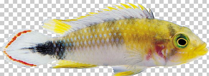 Ornamental Fish Goldfish PNG, Clipart, Animals, Aquarium, Aquariums, Archive File, Clip Art Free PNG Download