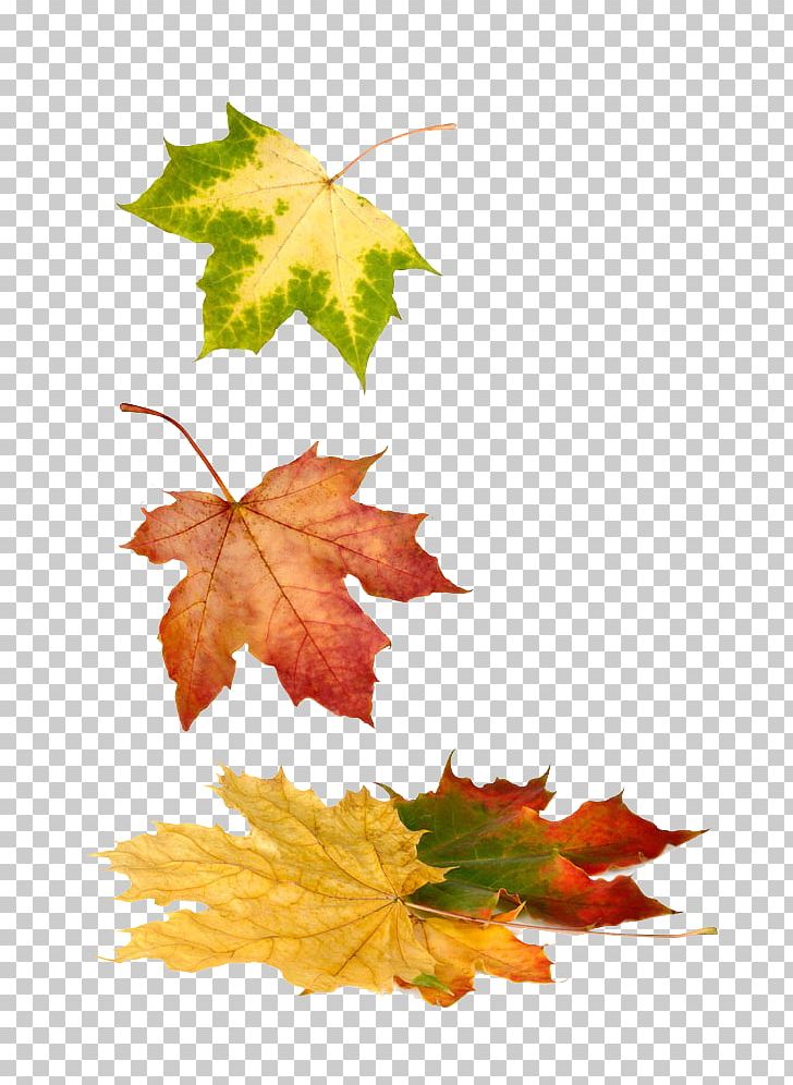 Stock Photography Maple Leaf PNG, Clipart, Autumn Leaf Color, Autumn Leaves, Autumn Tree, Bigstock, Decoration Free PNG Download