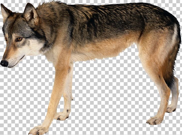 Dog Arctic Wolf PNG, Clipart, Animals, Apostle, Carnivoran, Chapters And Verses Of The Bible, Dog Breed Free PNG Download