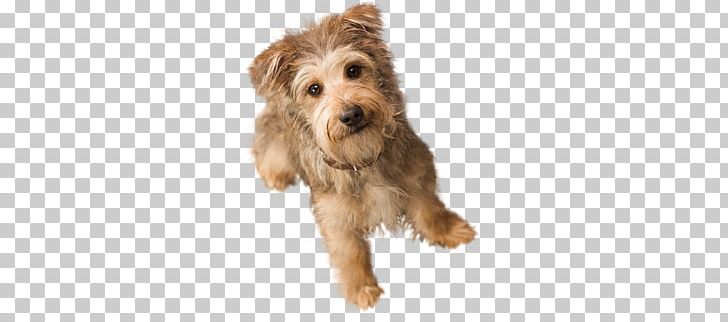 Dogs PNG, Clipart, Dogs Free PNG Download