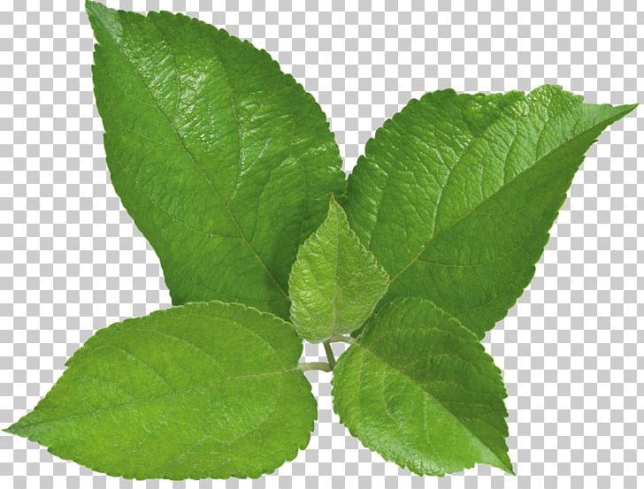 Herbalism Peppermint Plant Leaf PNG, Clipart, Food Drinks, Green Leaves, Herb, Herbalism, Leaf Free PNG Download