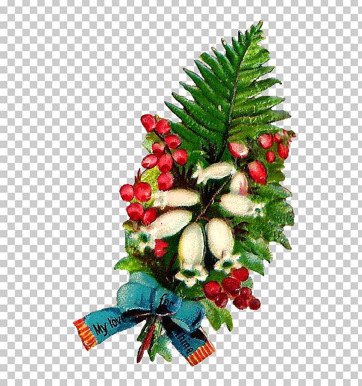 Christmas Decoration Evergreen Flower Christmas Ornament PNG, Clipart, Christmas, Christmas Decoration, Christmas Ornament, Conifer, Conifers Free PNG Download