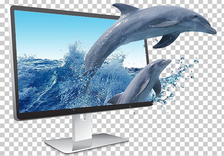 Computer Monitors Display Device Dolphin Wholphin Television PNG, Clipart, Animals, Cetacea, Computer Monitor, Computer Monitor Accessory, Computer Monitors Free PNG Download