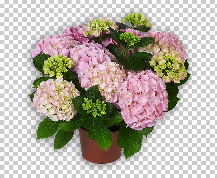 French Hydrangea Cut Flowers Shrub PNG, Clipart, Annual Plant, Color, Cornales, Cut Flowers, Ear Free PNG Download