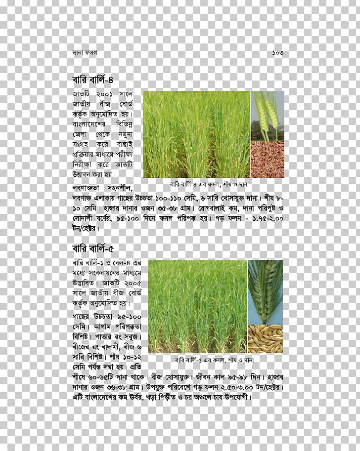 Vetiver Commodity Herb Plant Stem Chrysopogon PNG, Clipart, Barley, Chrysopogon, Chrysopogon Zizanioides, Commodity, Flora Free PNG Download