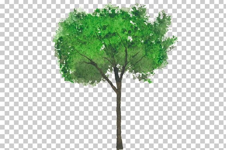 Ligustrum Lucidum Tree Crepe-myrtle Ligustrum Japonicum Ligustrum Vulgare PNG, Clipart, Bark, Branch, Crepe Myrtle, Crepe Myrtle, Crepemyrtle Free PNG Download