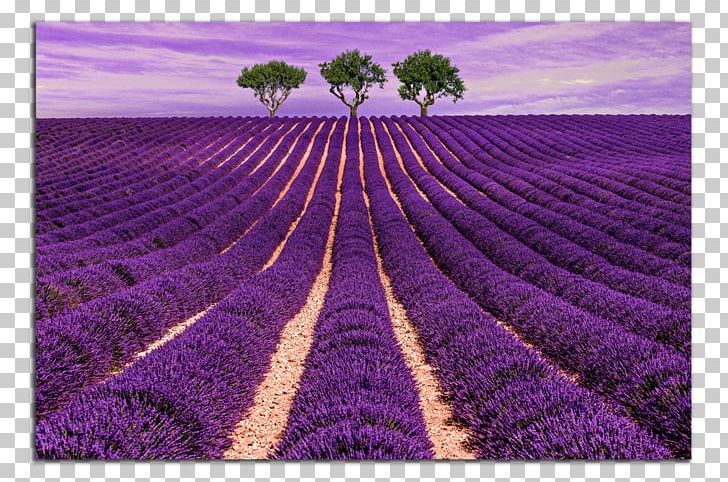 Provence Lavender Hotel Cloth Napkins Stock Photography PNG, Clipart, Agriculture, Cloth Napkins, Crop, Ecoregion, English Lavender Free PNG Download