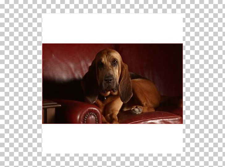 Redbone Coonhound Treeing Walker Coonhound Bloodhound Basset Hound Dachshund PNG, Clipart, Animals, Basset Hound, Black And Tan Coonhound, Bloodhound, Breed Free PNG Download