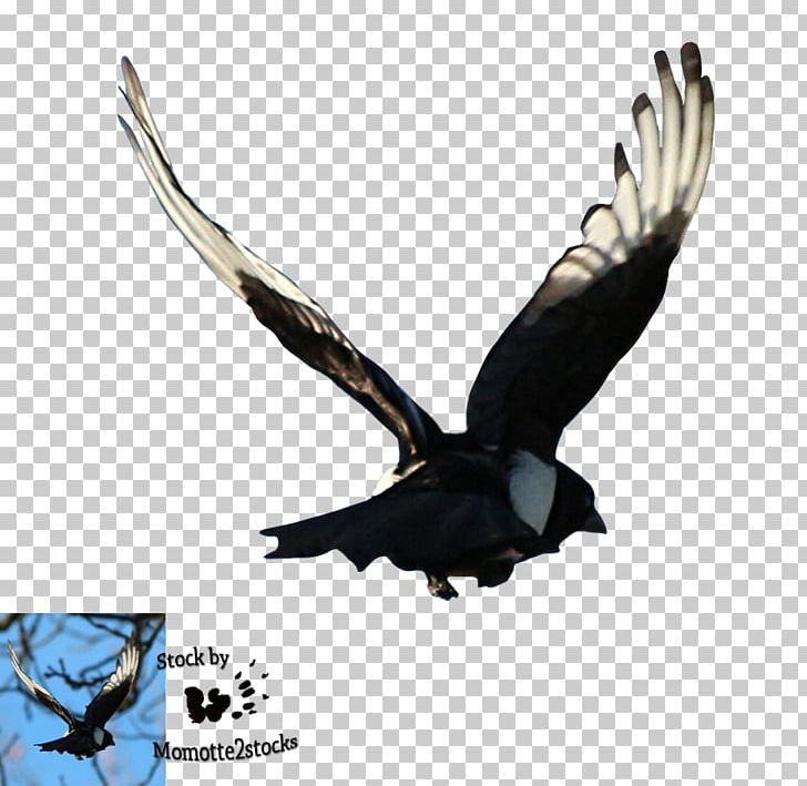 Bald Eagle Bird Flight Magpie PNG, Clipart, Accipitriformes, Animal, Bald Eagle, Beak, Bird Free PNG Download
