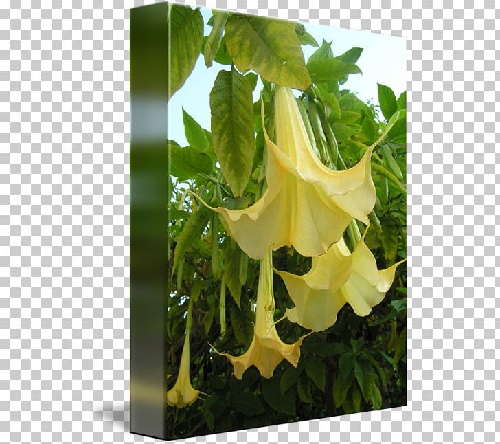 Daturas Yellow Elder Angel's Trumpets Forest Gardening PNG, Clipart,  Free PNG Download