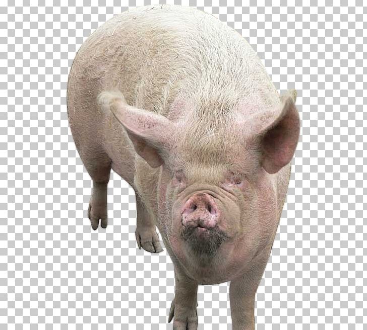 Domestic Pig United States Puppy Dog Animal PNG, Clipart, Animal, Dog, Domestic Pig, Donald Trump, Farm Free PNG Download