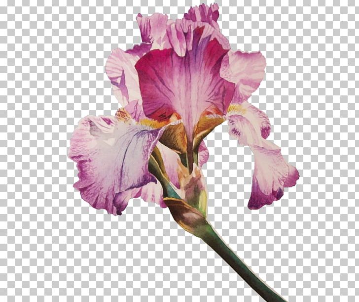 Irises Flower Poppy PNG, Clipart, Cattleya, Common Poppy, Cut Flowers, Digital Image, Encapsulated Postscript Free PNG Download