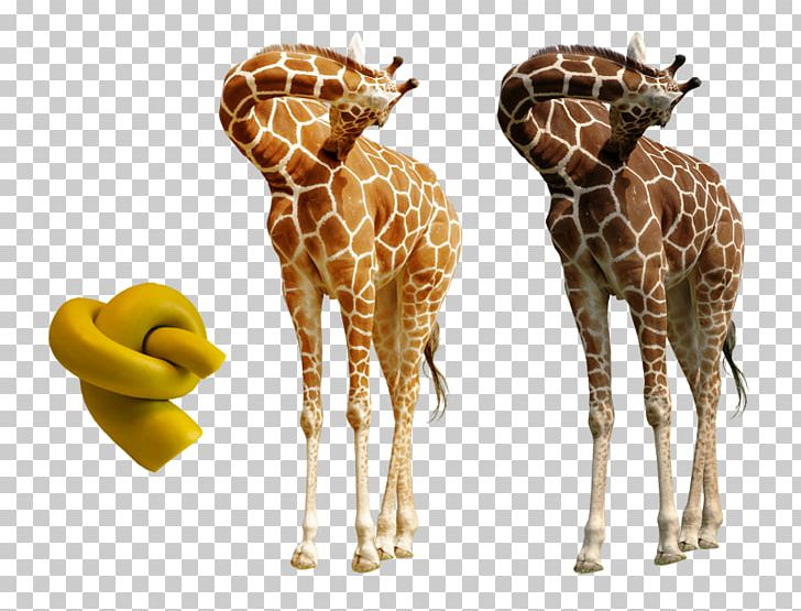 Northern Giraffe Neck Skin Tutorial PNG, Clipart, Anatomy, Animals, Color, Fauna, Giraffe Free PNG Download