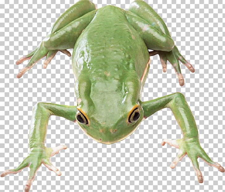 Pepe The Frog Stock Photography White Illustration PNG, Clipart, Animals, Desktop Wallpaper, Download , Edible Frog, Fauna Free PNG Download