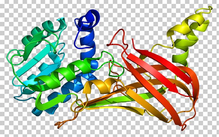 PRMT3 Gene Protein Knockout Mouse Organism PNG, Clipart, Arginine, Enzyme, Food, Gene, Genecards Free PNG Download