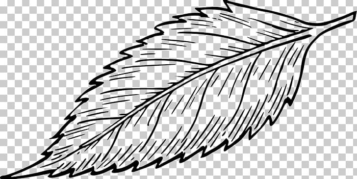 Drawing Maple Leaf Line Art PNG, Clipart, Art, Artwork, Beak, Black And White, Coloring Book Free PNG Download