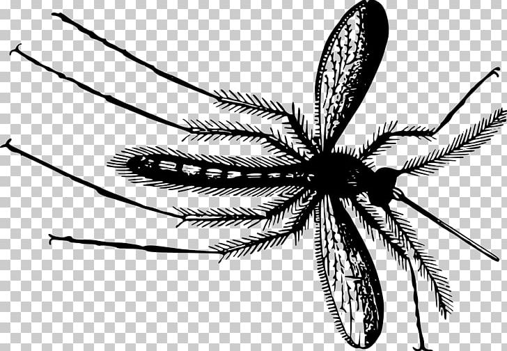 Mosquito Gnat PNG, Clipart, Aedes Albopictus, Arachnid, Arthropod, Artwork, Black And White Free PNG Download