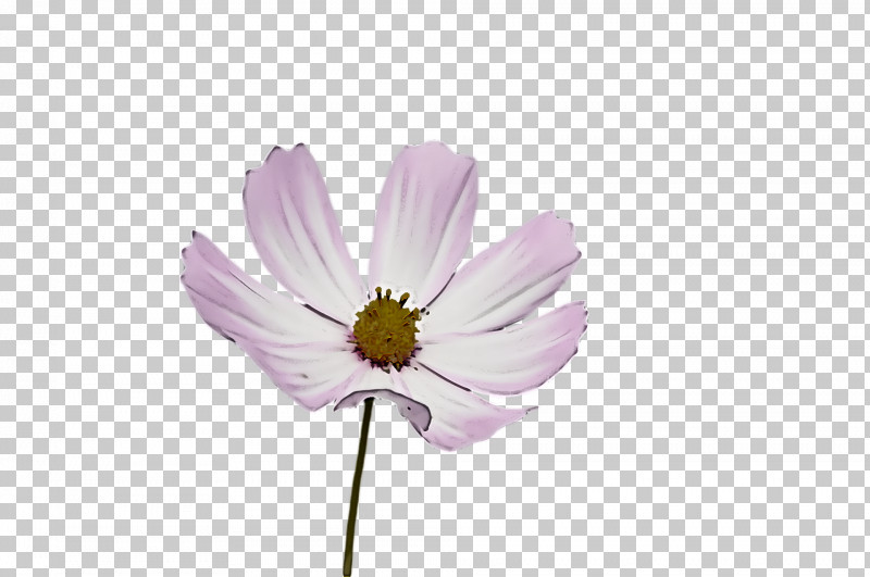 Lavender PNG, Clipart, Biology, Cut Flowers, Flora, Flower, Garden Cosmos Free PNG Download
