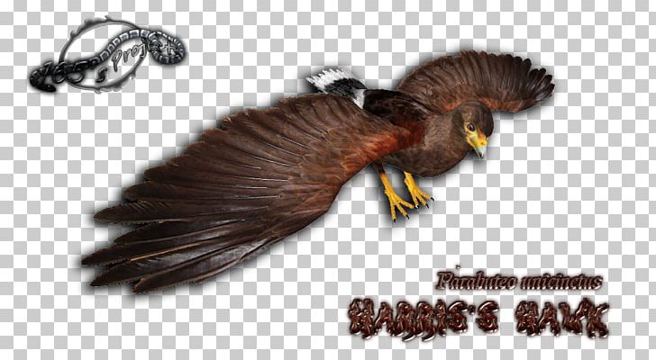 Insect PNG, Clipart, Animals, Insect, Membrane Winged Insect, Steppe Eagle, Wing Free PNG Download