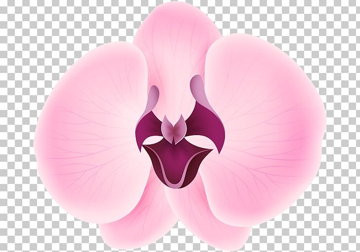 International Checker Hall Of Fame Petal Flower Sepal PNG, Clipart, Closeup, Common Hibiscus, Cushion, Flower, Flowering Plant Free PNG Download
