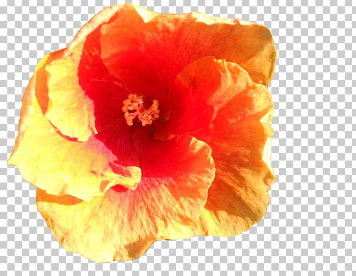 Mallows Hibiscus Flowering Plant Petal PNG, Clipart, Closeup, Durga Maa, Family, Flower, Flowering Plant Free PNG Download