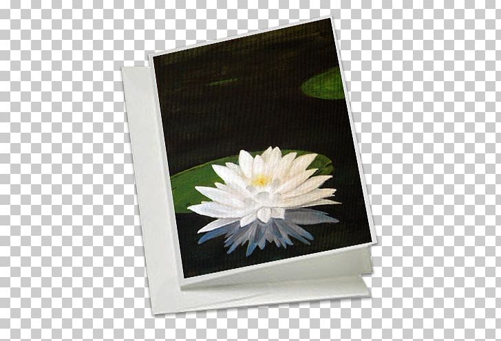 Water Lilies Gene Bahr's Wildlife Creations Daisy Family Price Petal PNG, Clipart,  Free PNG Download
