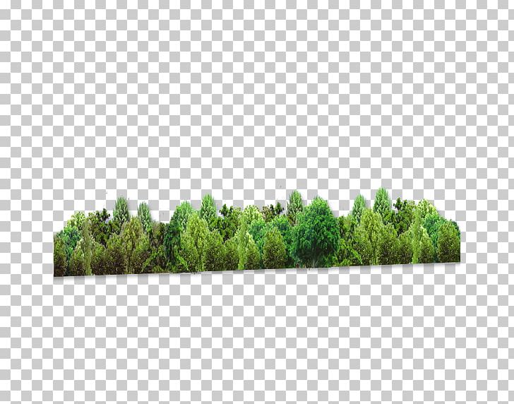 Forest Tree Computer File PNG, Clipart, Afforestation, Black Forest, Computer File, Download, Encapsulated Postscript Free PNG Download