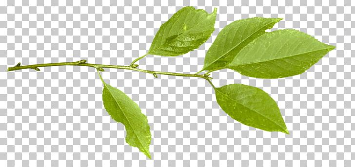 Plant Stem Twig PNG, Clipart, Branch, Food Drinks, Herb, Leaf, Organism Free PNG Download