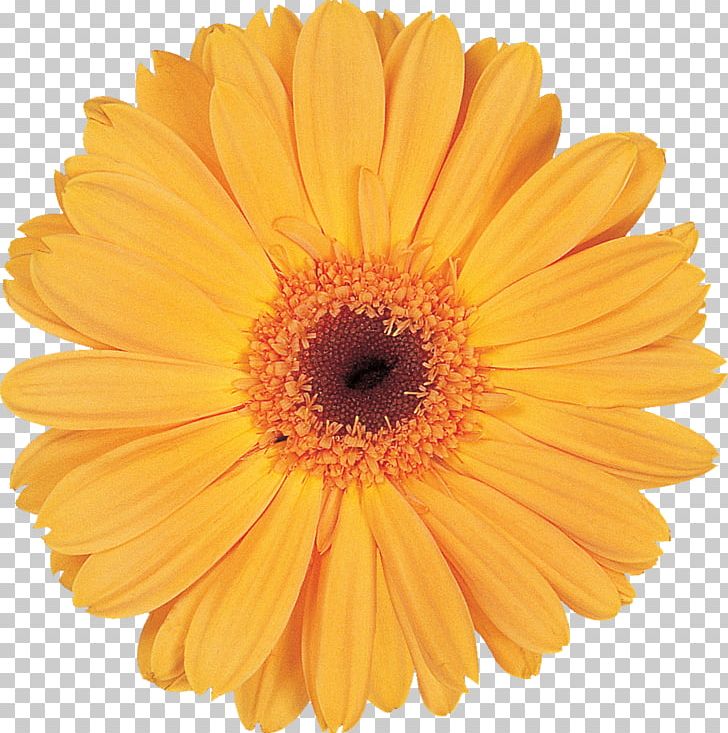 Transvaal Daisy Flower Bouquet Cut Flowers PNG, Clipart, Calendula, Chrysanthemum, Chrysanths, Cut Flowers, Daisy Family Free PNG Download