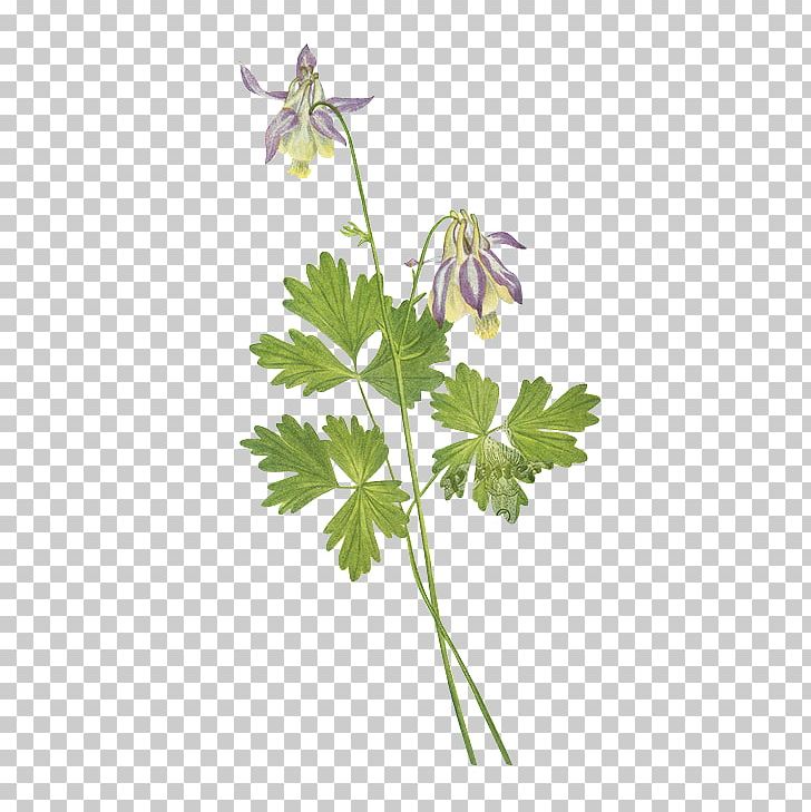 United States Shortspur Columbine (Aquilegia Brevistyla) Wild Flowers Of America PNG, Clipart, Art, Background Green, Bonsai, Botanical Illustration, Botany Free PNG Download