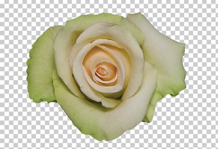 Garden Roses Petal Pink PNG, Clipart, Amarillo, Carpe Diem, Cut Flowers, Facial Redness, Flower Free PNG Download
