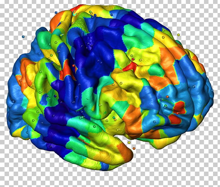 Human Brain Neuroimaging Cerebral Cortex Nervous System PNG, Clipart, Anatomy, Brain, Cerebral Cortex, Cortex, Genetics Free PNG Download