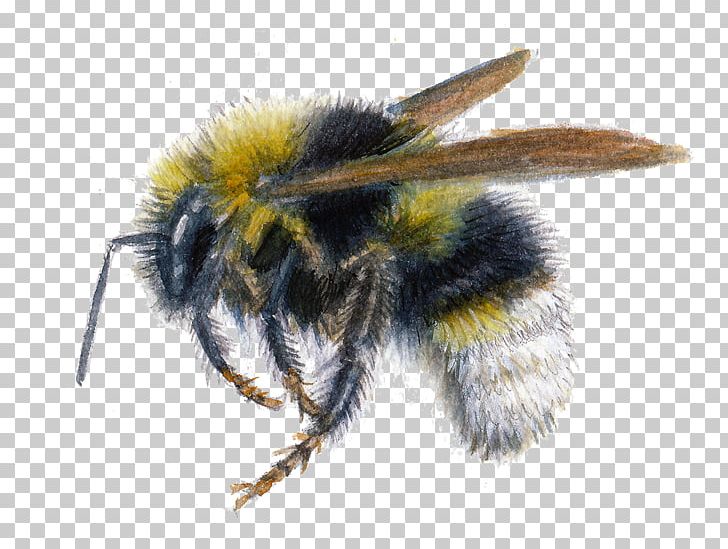 Insect Honey Bee Bombus Bohemicus Psithyrus Bombus Vestalis PNG, Clipart, Animals, Apidae, Arthropod, Bee, Bombus Bohemicus Free PNG Download