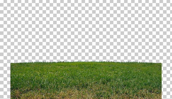 Lawn Grasses Steppe Land Lot Grassland PNG, Clipart, Agriculture, Crop, Ecoregion, Ecosystem, Farm Free PNG Download