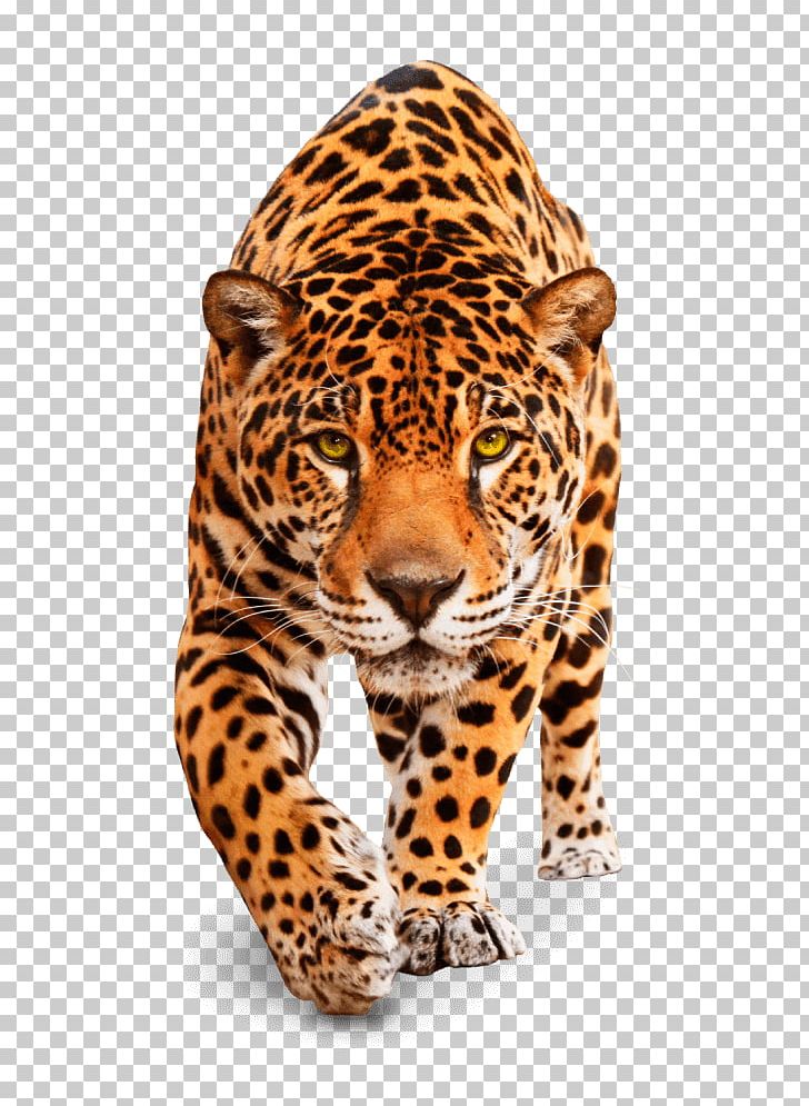 Leopard Jaguar Tiger Cheetah Cat PNG, Clipart, Animal, Animals, Big Cats, Carnivora, Carnivoran Free PNG Download
