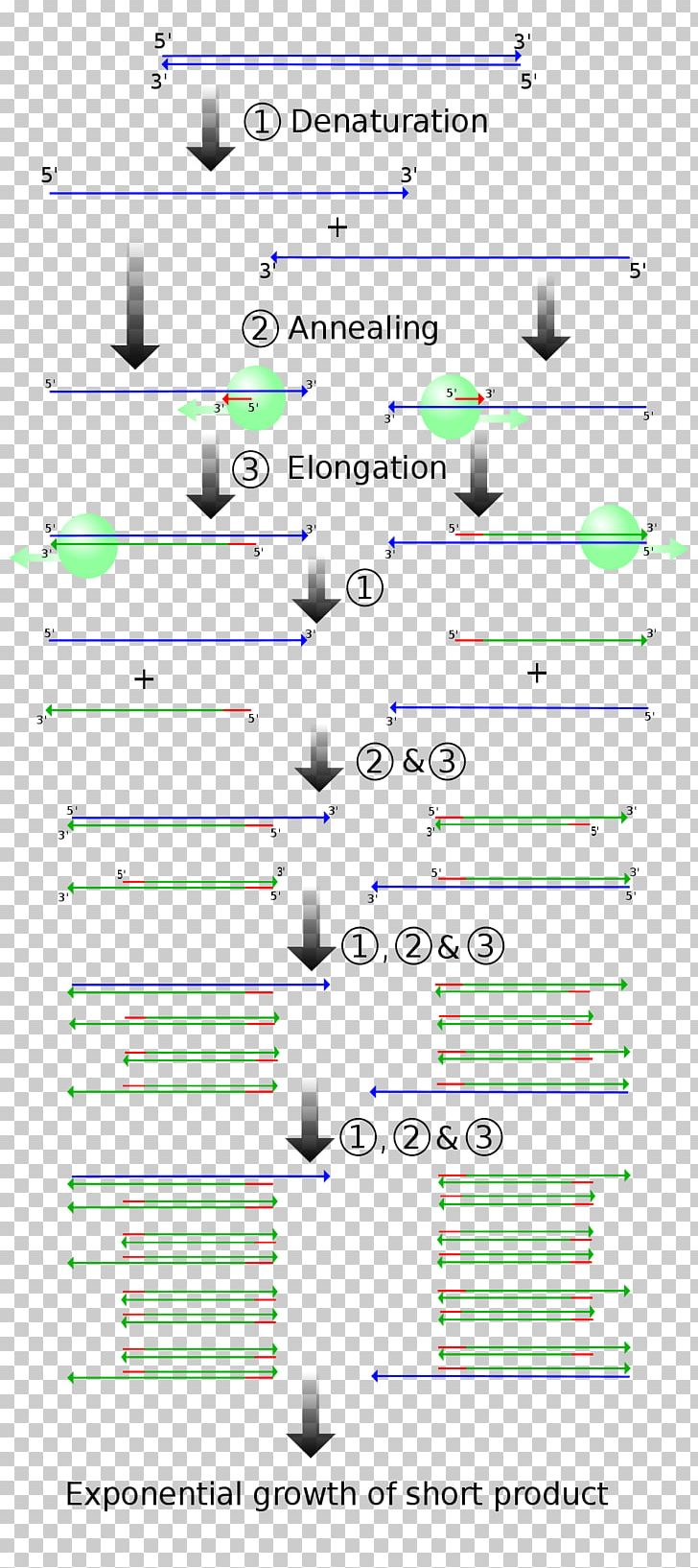 Real-time Polymerase Chain Reaction DNA Molecular Cloning Gene PNG, Clipart, Angle, Area, Biotechnology, Cloning, Diagram Free PNG Download