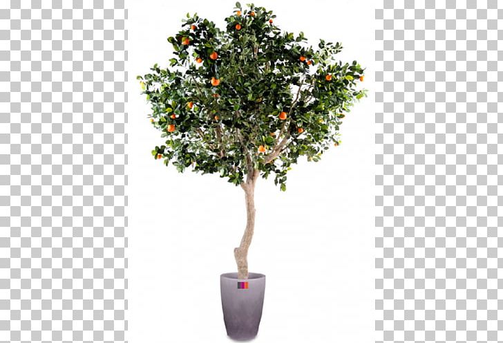 Orange Fruit Tree Green Trunk PNG, Clipart, Apples, Artificial Flower, Branch, Citrus, Evergreen Free PNG Download