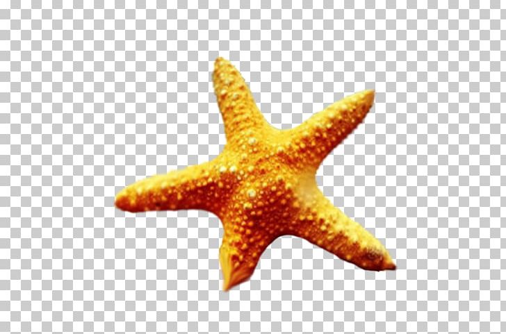 Starfish I See Stars Echinoderm Marine Biology Hardcover PNG, Clipart, Animals, Biology, Cartoon, Dey, Download Free PNG Download
