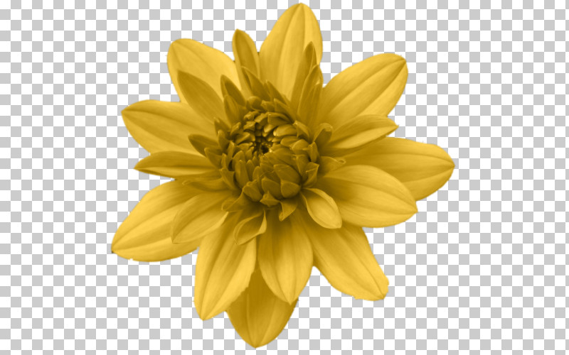 Sunflower PNG, Clipart, Closeup, Daisy Family, Flower, Perennial Plant, Petal Free PNG Download